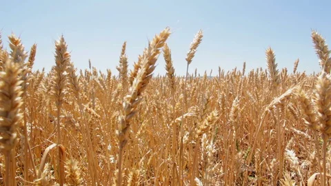 Wheat plants waving at wind at sunny summer day Stock Footage 99282384