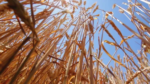 Wheat plants waving at wind at sunny summer day Stock Footage 99282398