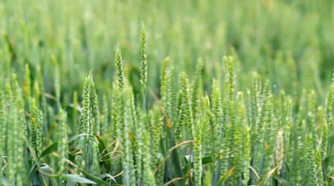 Wheat plants wawing on wind Stock Footage 38503333