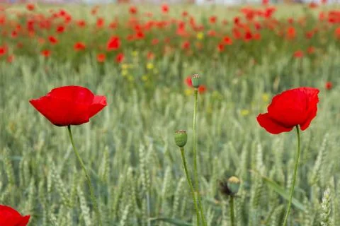 Wheat Poppies Stock Photos