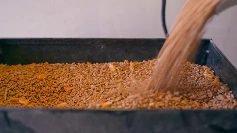 Wheat is poured into an electric mill, close-up Stock Footage 311973910