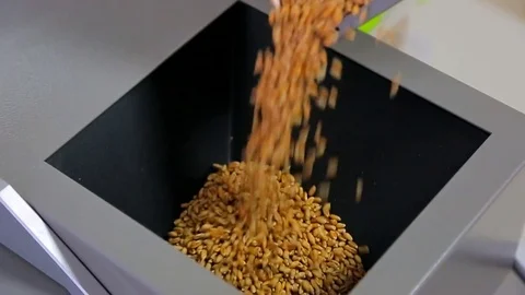 Wheat pours into the machine for research Stock Footage 72311797