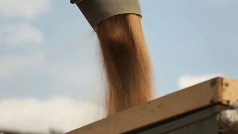 Wheat pours through the pipes from the Elevator to the truck Stock Footage 74306943