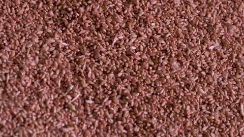 Wheat prepared for sowing Видео 242135939