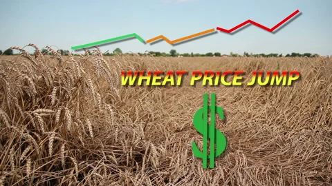 Wheat Price Jump Stock Footage 172376131