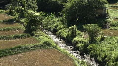 Wheat Processing in the capital of  Manipur-Imphal in the fields 스톡 동영상 162762567