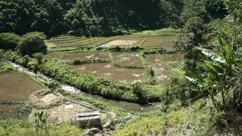 Wheat Processing in the capital of  Manipur-Imphal in the fields Stock Footage 162762687