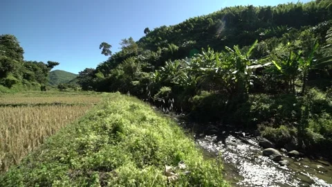 Wheat Processing in the capital of  Manipur-Imphal in the fields 스톡 동영상 162762879