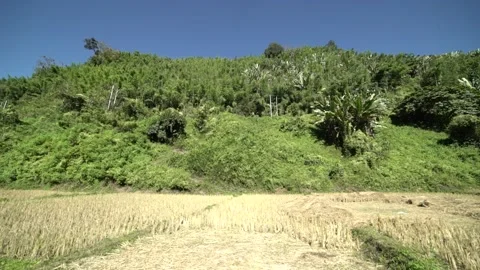 Wheat Processing in the capital of  Manipur-Imphal in the fields 스톡 동영상 162763106