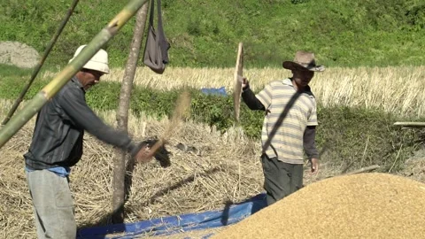 Wheat Processing in the capital of  Manipur-Imphal in the fields 스톡 동영상 162763269