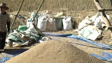 Wheat Processing in the capital of  Manipur-Imphal in the fields 스톡 동영상 162763457