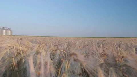 Wheat processing factory Stock Footage 133532388