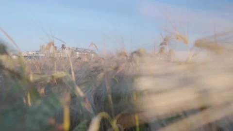 Wheat processing factory Stock Footage 133532422
