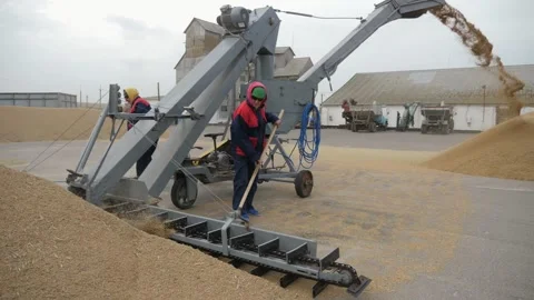 Wheat processing on a large agricultural yard with an elevator and two workers Vídeo Stock 144377175