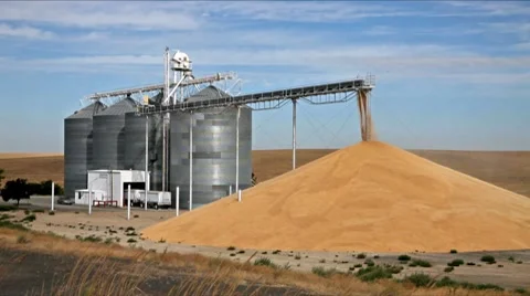 Wheat processing in the open field Stock Footage 8557298