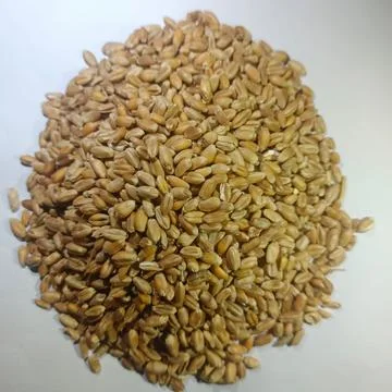 WHEAT QUALITY IMAGE Stock Photos
