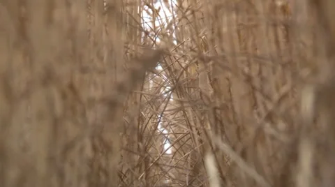 Wheat Rack Focus Stock-Footage 35581942