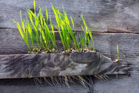 Wheat, randomly scattered on the boards, sprouted and formed strong sprouts. Stock Photos