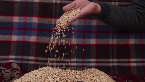 Wheat ready to be eat Stock Footage 145198438