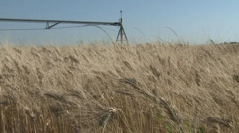 Wheat ready for harvest  Stock Footage 126095