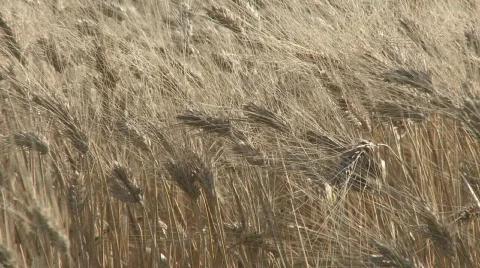 Wheat ready for harvest  Stock Footage 126104