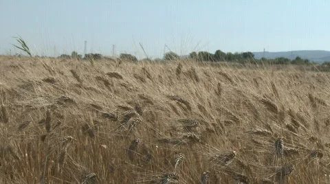 Wheat ready for harvest  Stock Footage 135733
