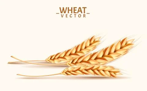 Wheat realistic illustration Illustrazione stock