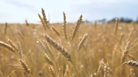 Wheat reeling in the wind at sunset. Stock Footage 108835840