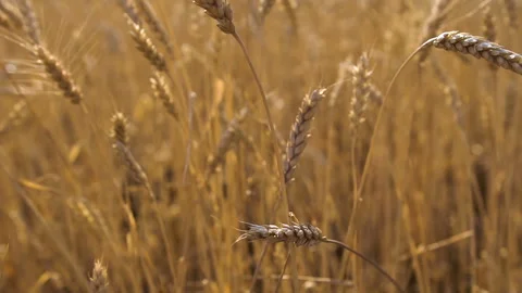 Wheat reeling in the wind at sunset.  Stock Footage 108835959