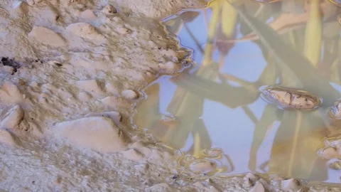 Wheat reflected in a dirty puddle Stock-Footage 116502559