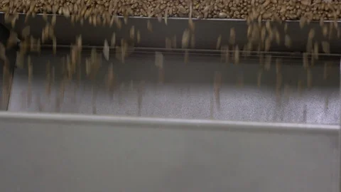 Wheat research in the laboratory Video stock 95721203