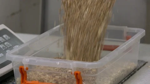 Wheat research in the laboratory Video stock 95721285