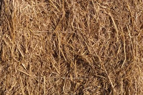 Wheat residues background Stock Photos