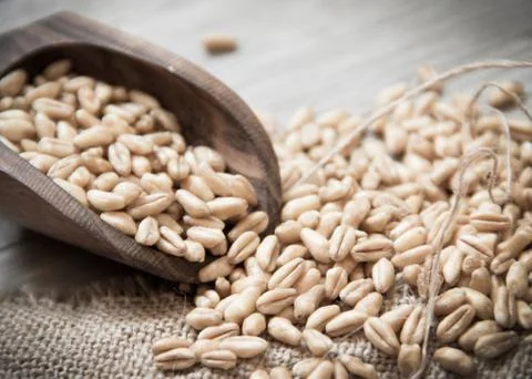 Wheat retro Stock Photos