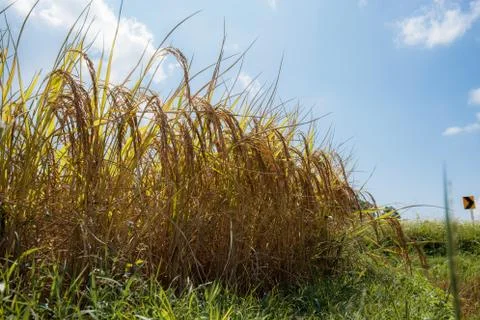 Wheat on rice fields at sky. Stock Photos