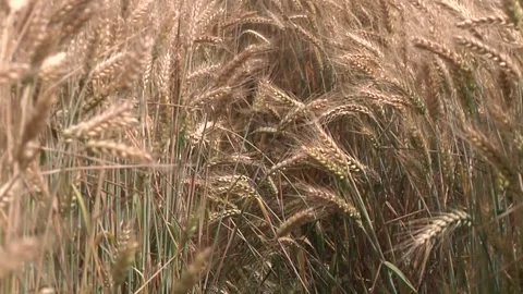 Wheat ripening process: From green to gold Stock Footage 300865099