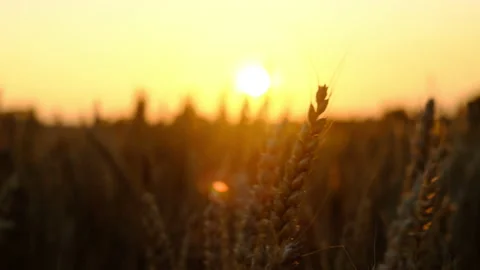 Wheat ripening at sunset Stock Footage 171804949