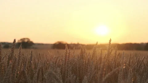 Wheat ripening at sunset Stock Footage 171805005