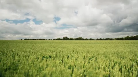 Wheat ripening tracking timelapse Stock Footage 11247783
