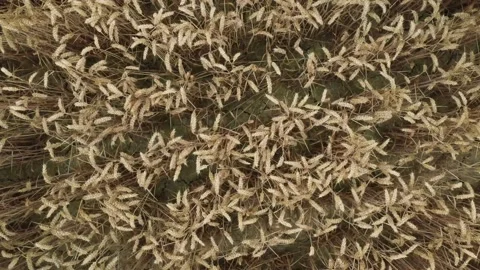 Wheat rise Stock Footage 137031063