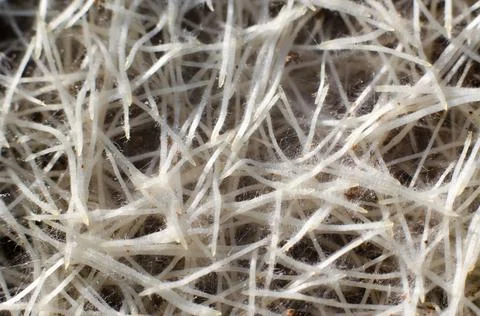 Wheat root system close up. Macro photo of cereal roots as background Stock Photos