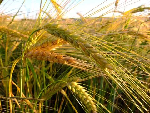 Wheat rowing in a farm field Foto stock