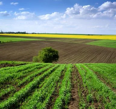 Wheat rows, arable land, rapeflowerfield and lonely tree Stock Photos