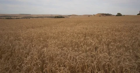 Wheat rustling in the wind Video stock 82708771