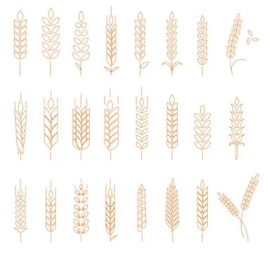 Wheat, rye and barley. Stock Illustration