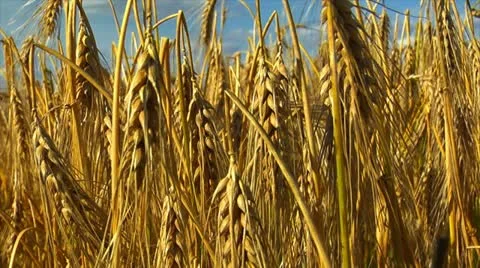 Wheat rye corn field background Stock Footage 11814451
