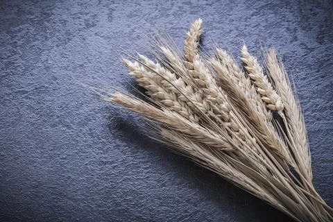 Wheat rye ears on black background food and drink concept 스톡 사진