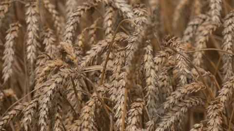 Wheat Rye Field, Ears of wheat close up. Harvest and harvesting concept. Stock Footage 223818896