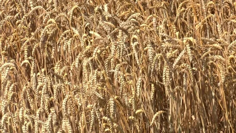 Wheat Rye Field, Ears of wheat close up Stock Footage 223818973