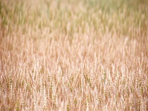 Wheat rye field video. Close up spikelets spikes Harvest agriculture farm Stock Footage 85175410